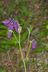 European columbine